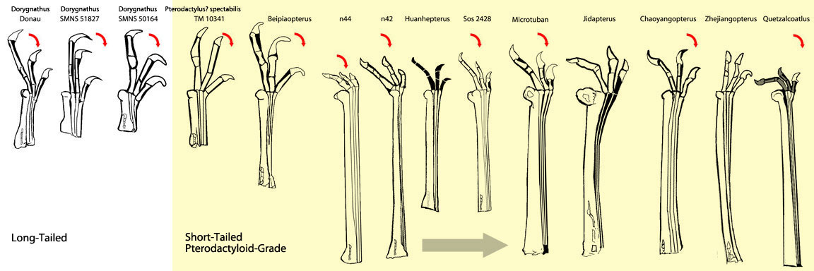 Dorygnathus to Azhdarchid fingers