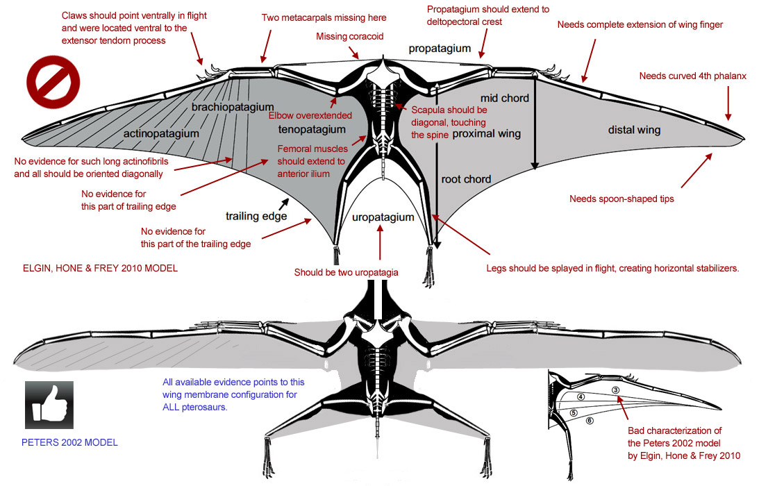 Elgin, Hone & Frey pterosaur wing shape problems