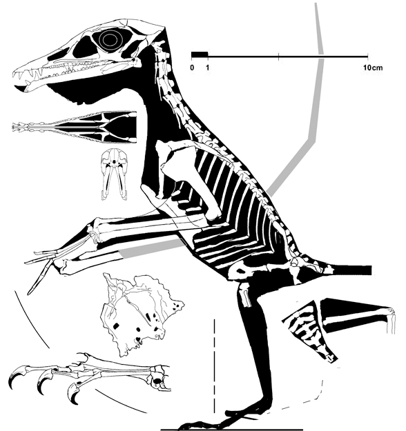 Eudimorpohodon ranzii