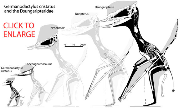 Germanodactylus cristatus  and the Dsungaripteridae