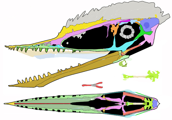 Germanodactylus cristatus skull reconstruction