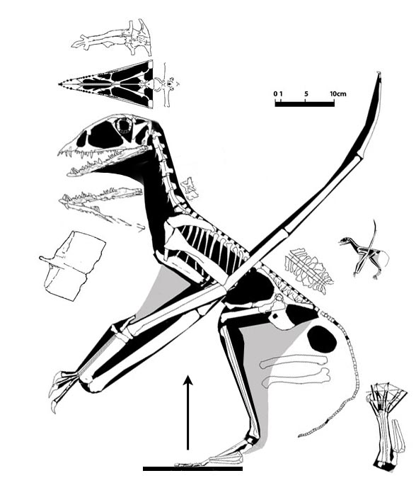 IVPP embryo pterosaur