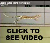Jayne lizard video