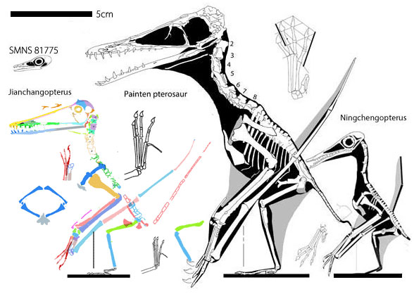 Jianchangopterus, Ningchengopterus, Painten pterosaur