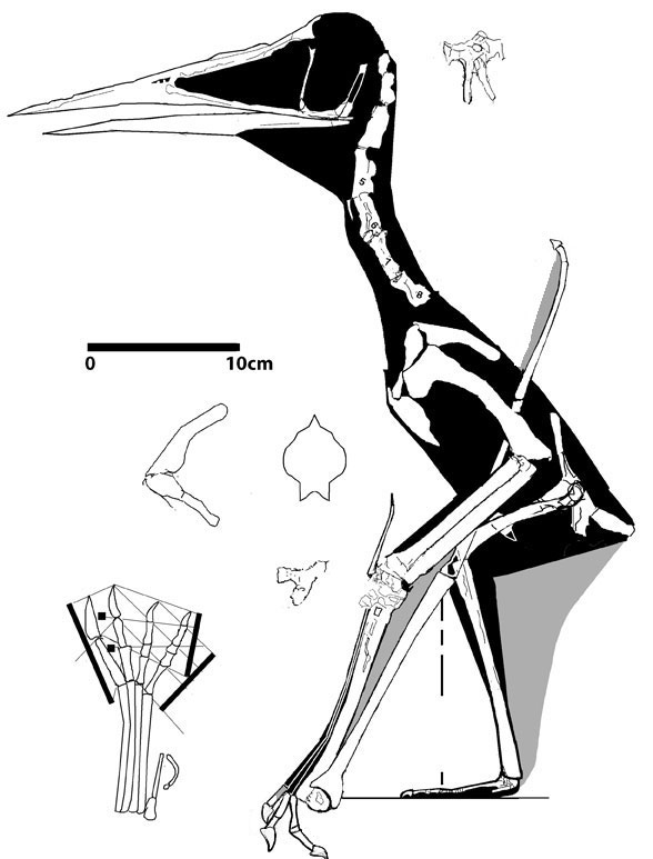 Jidapterus edentus