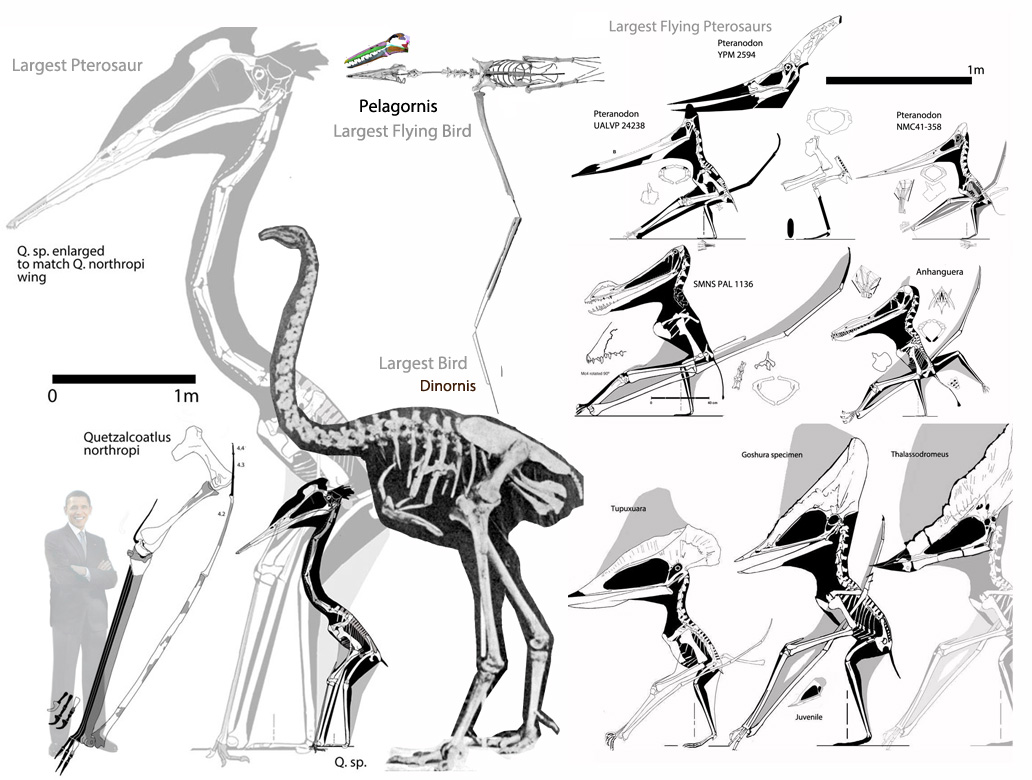 Largest pterosaurs, Quetzalcoatlus, Pteranodon, Tupuxuara, Anhanguera
