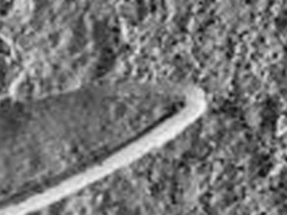 Wingtip of little Rhamphorhynchus