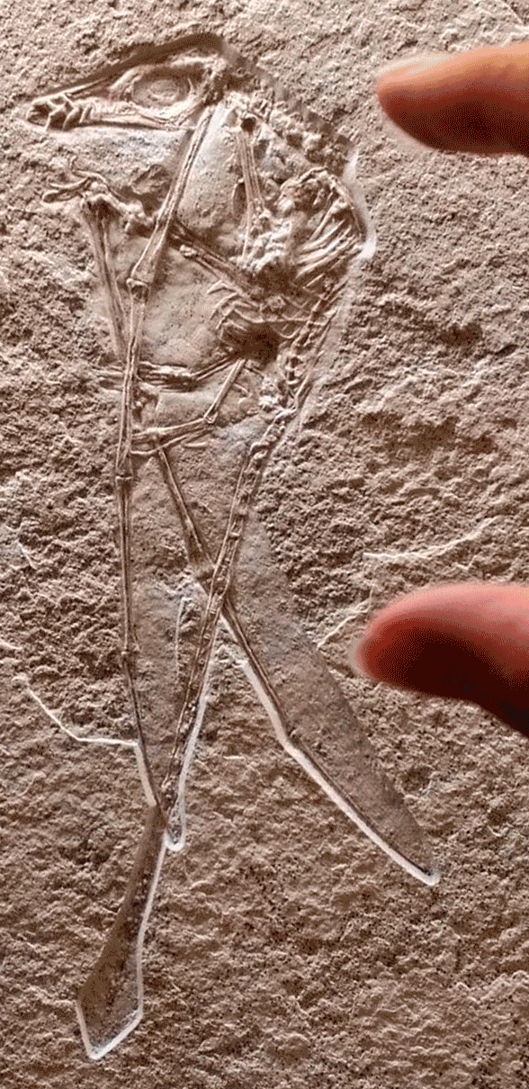 little Rhamphorhynchus in situ 