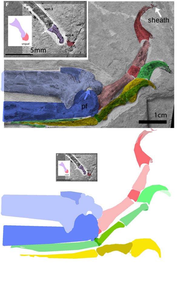 Microtuban fingers