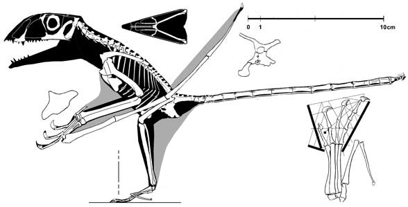 Peteinosaurus