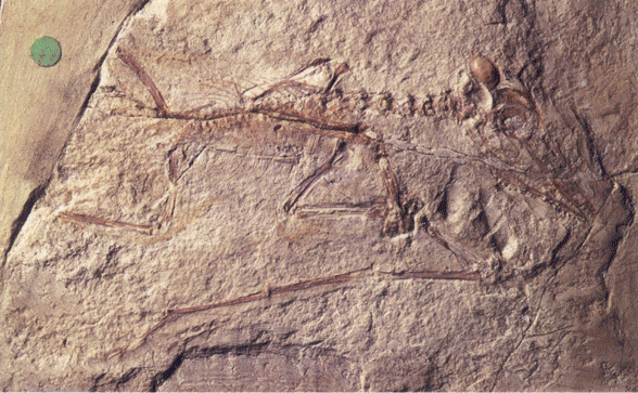 Pregnant pterosaur BMNH 47236