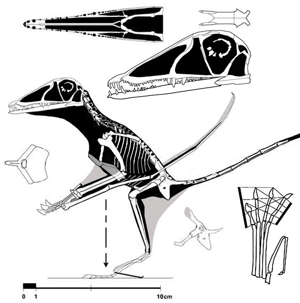 Preondactylus