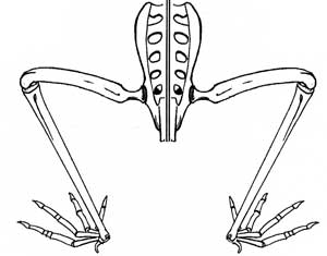 Pteranodon pelvis