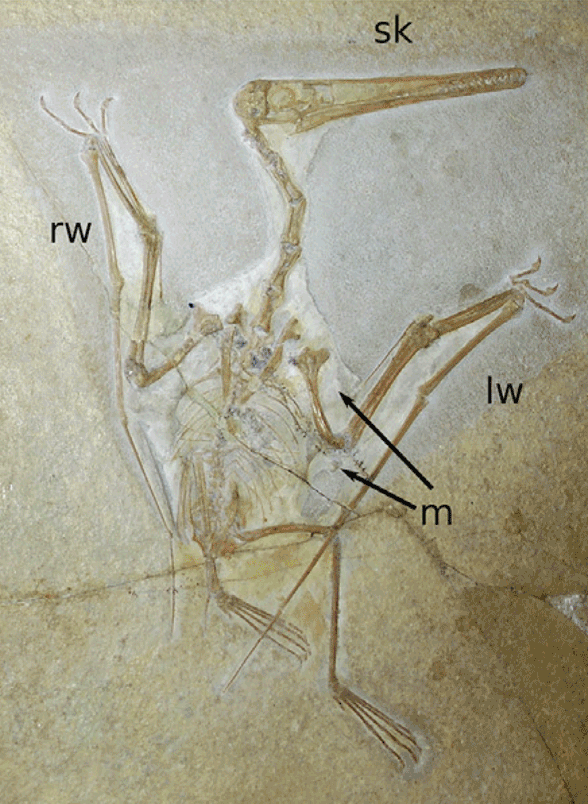 Pterodactylus 21