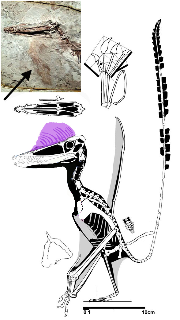 Pterorhynchus wellnhoferi