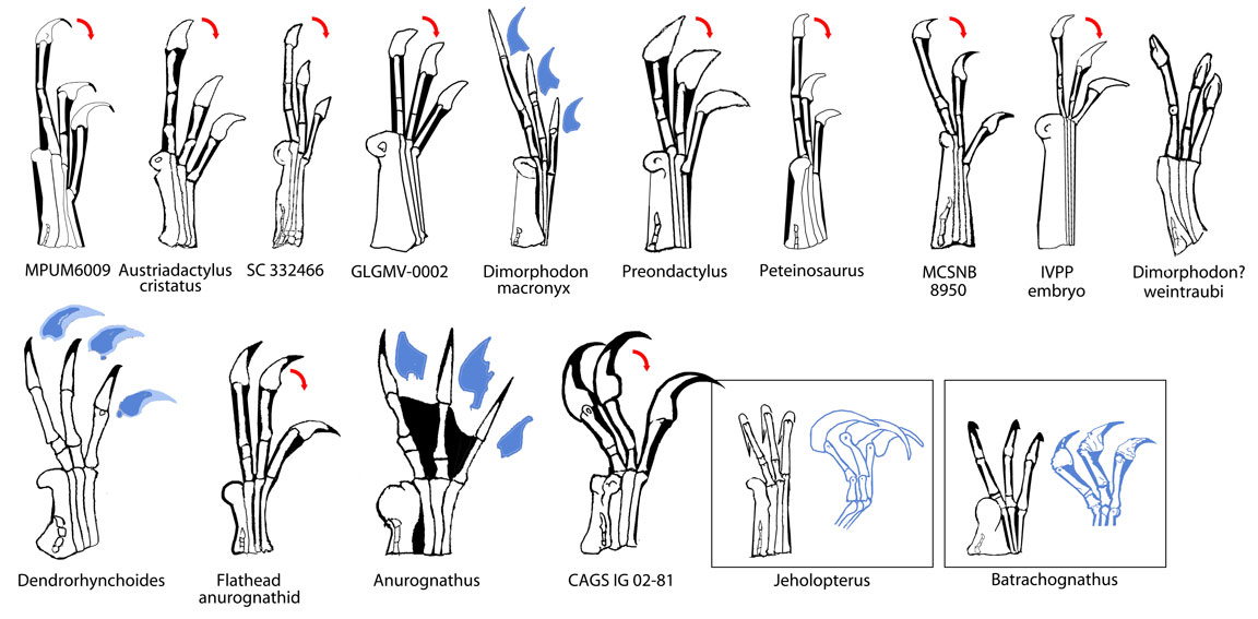 Pterosaur Hands - Basal Taxa and Dimorphodontids