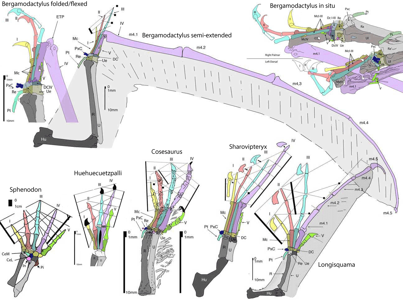 The origin and evolution of the pterosaur wing