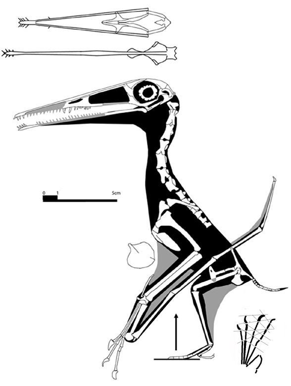 Rhamphodactylus