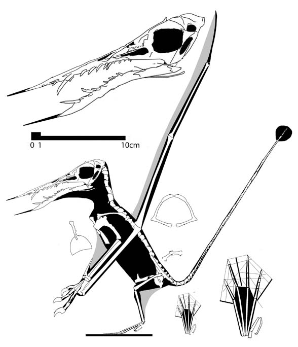 Rhamphorhynchus gemmingi no. 43