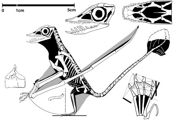 Rhamphorhynchus the BMM specimen