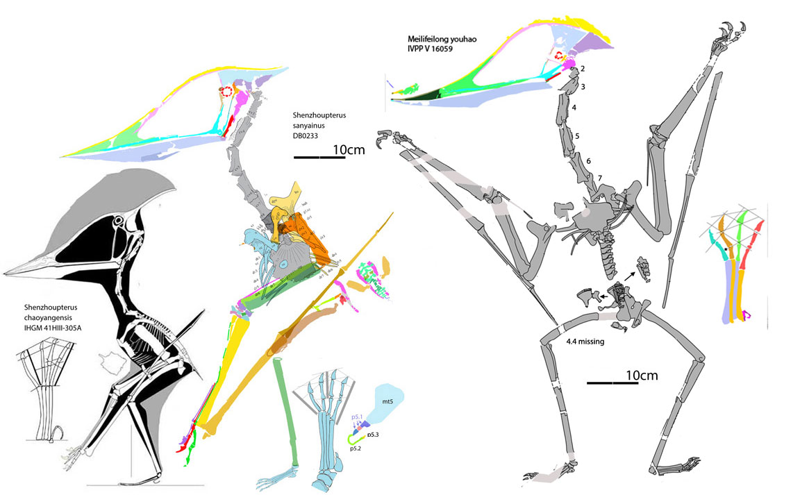 Shenzhoupterus and Meilifeilong to scale