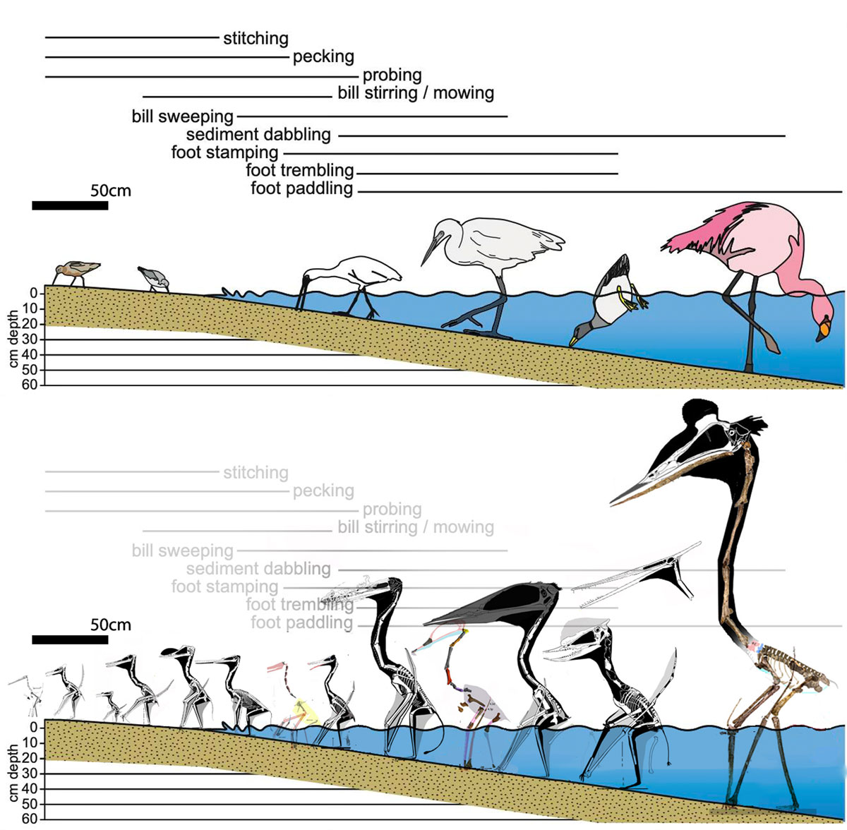 shoreline pterosaurs