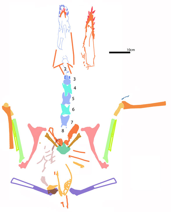 Skye pterosaur reconstruction