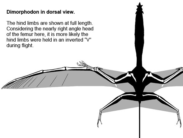 pterosaur mary anning