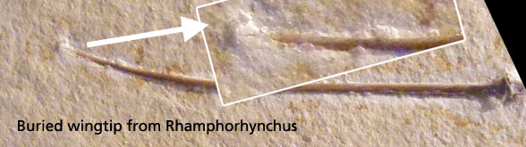 Buried wingtip of Rhamphorhynchus
