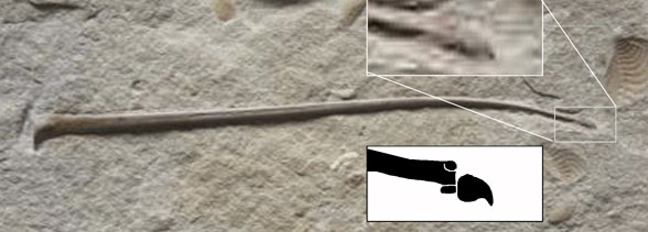 Unidentifid Chinese pterosaur wing ungual