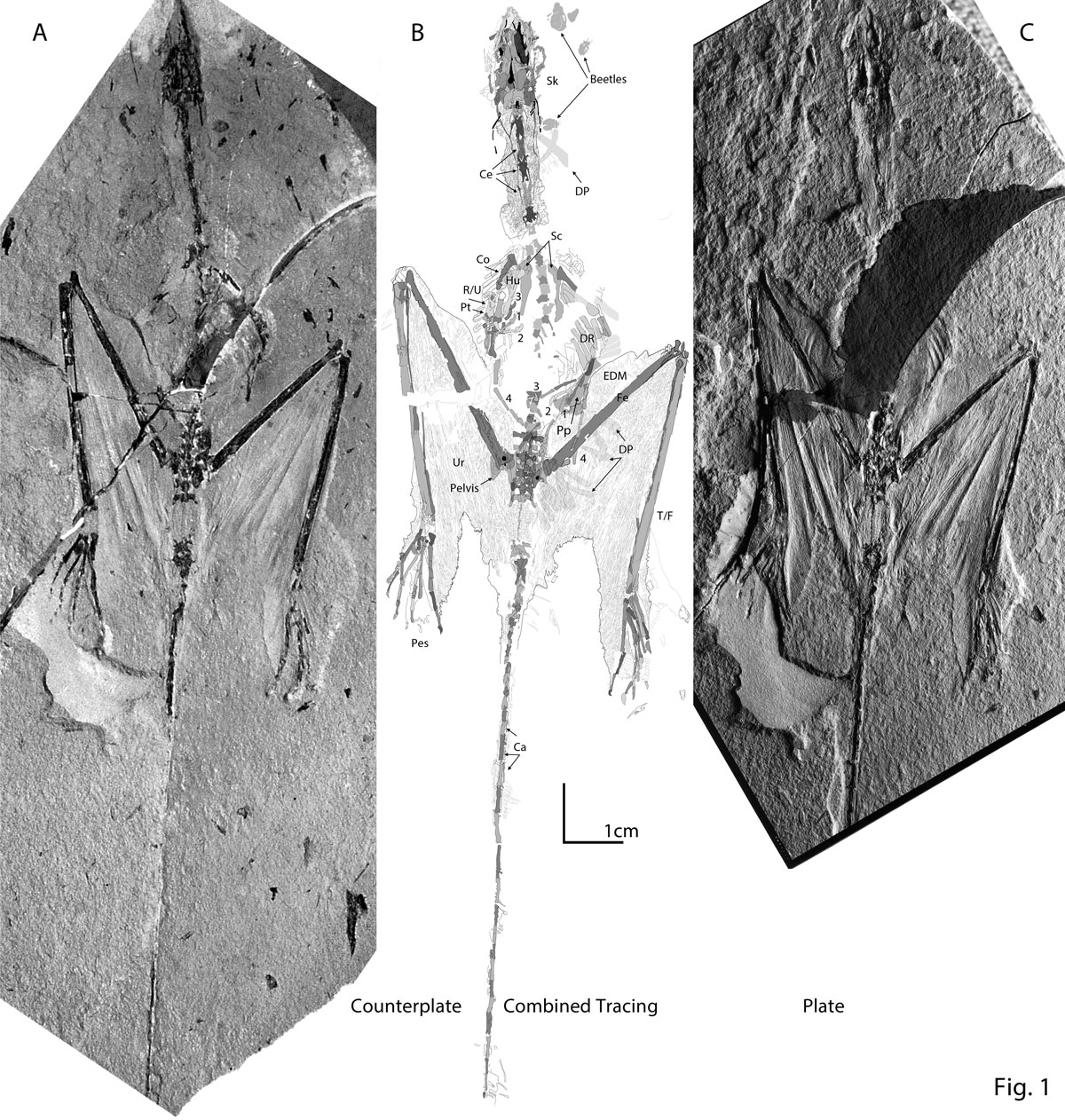 Sharovipteryx in situ