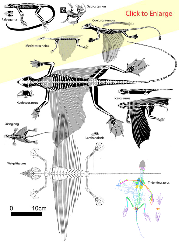 Triassic Glider Evolution