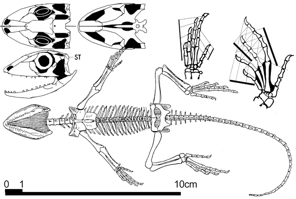 Homoeosaurus