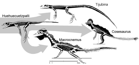 Huehuecuetpalli and its descendant taxa