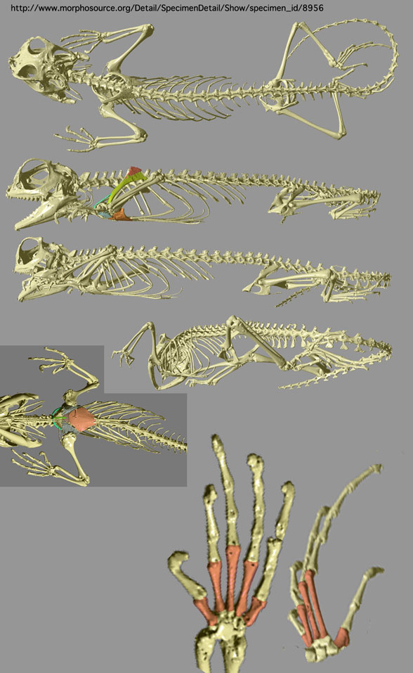 Lyriocephalus skeleton
