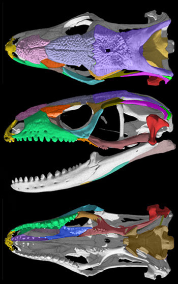 Ophisaurus