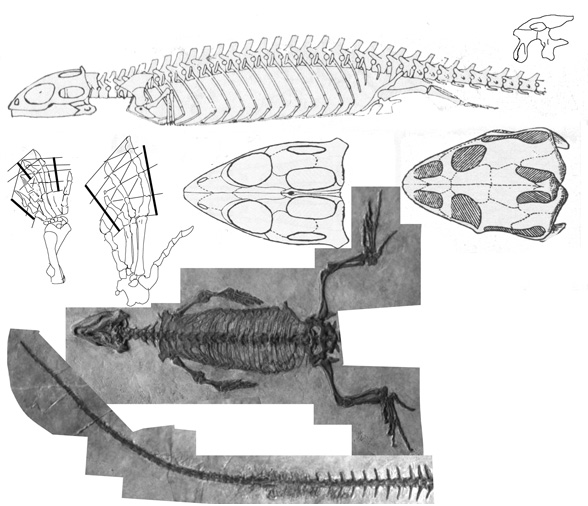 Sapheosaurus
