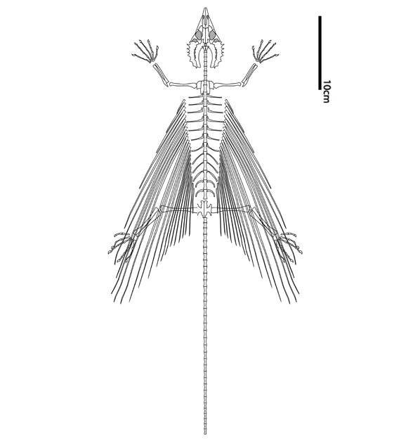 Weigeltisaurus graphic dorsal