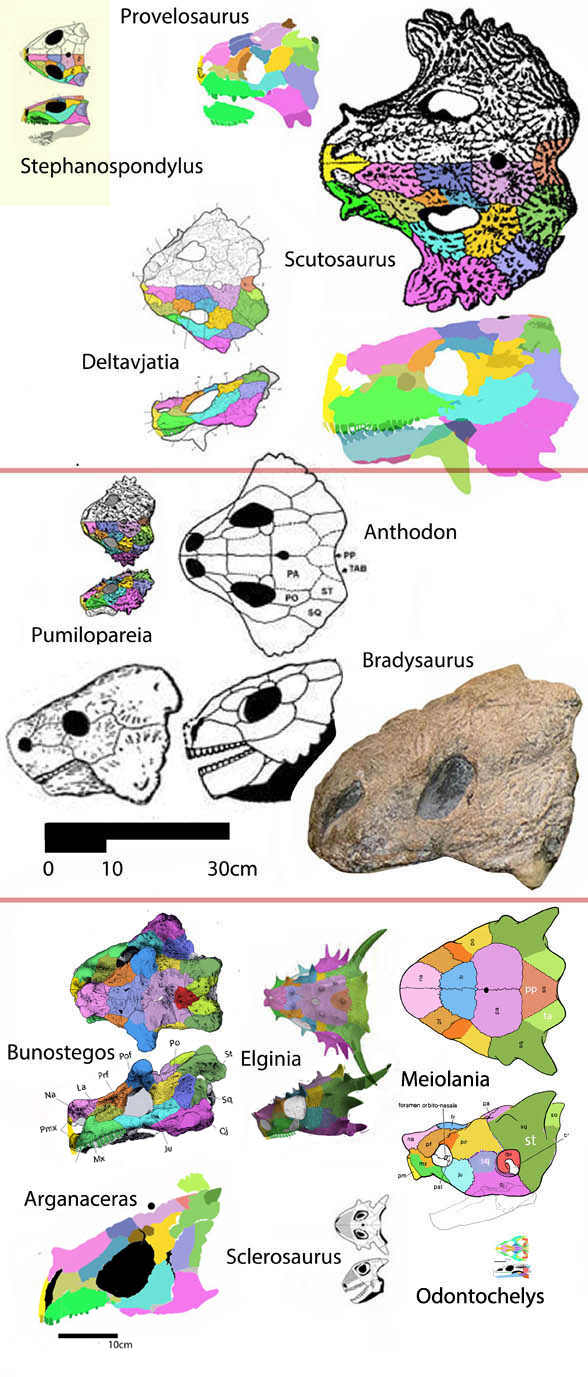Scutosaurus, Bradysaurus and other pareiasaurs