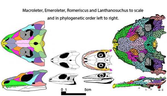Lanthanosuchus and sisters