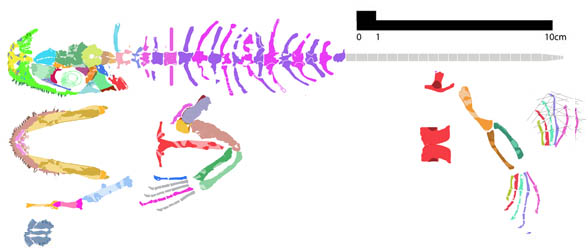 Romeriscus postcrania