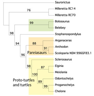 Turtle family tree