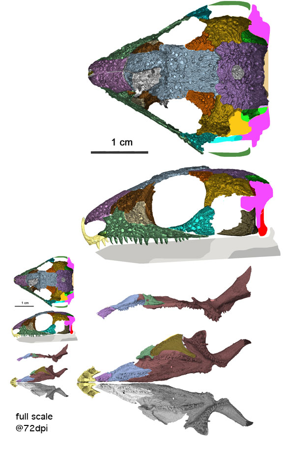 Klastomycter skull