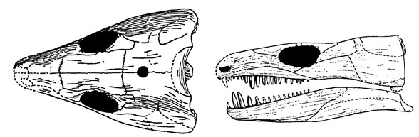 Paracaptorhinus