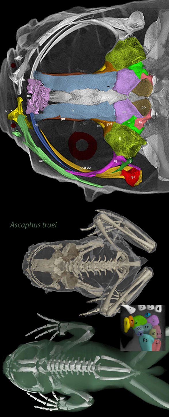Ascaphus skeleton