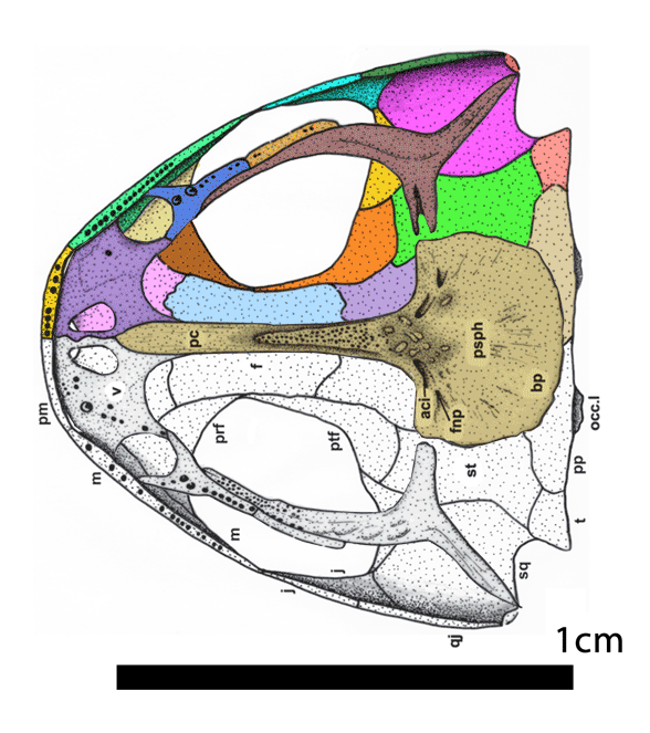 Bermanerpeton skull