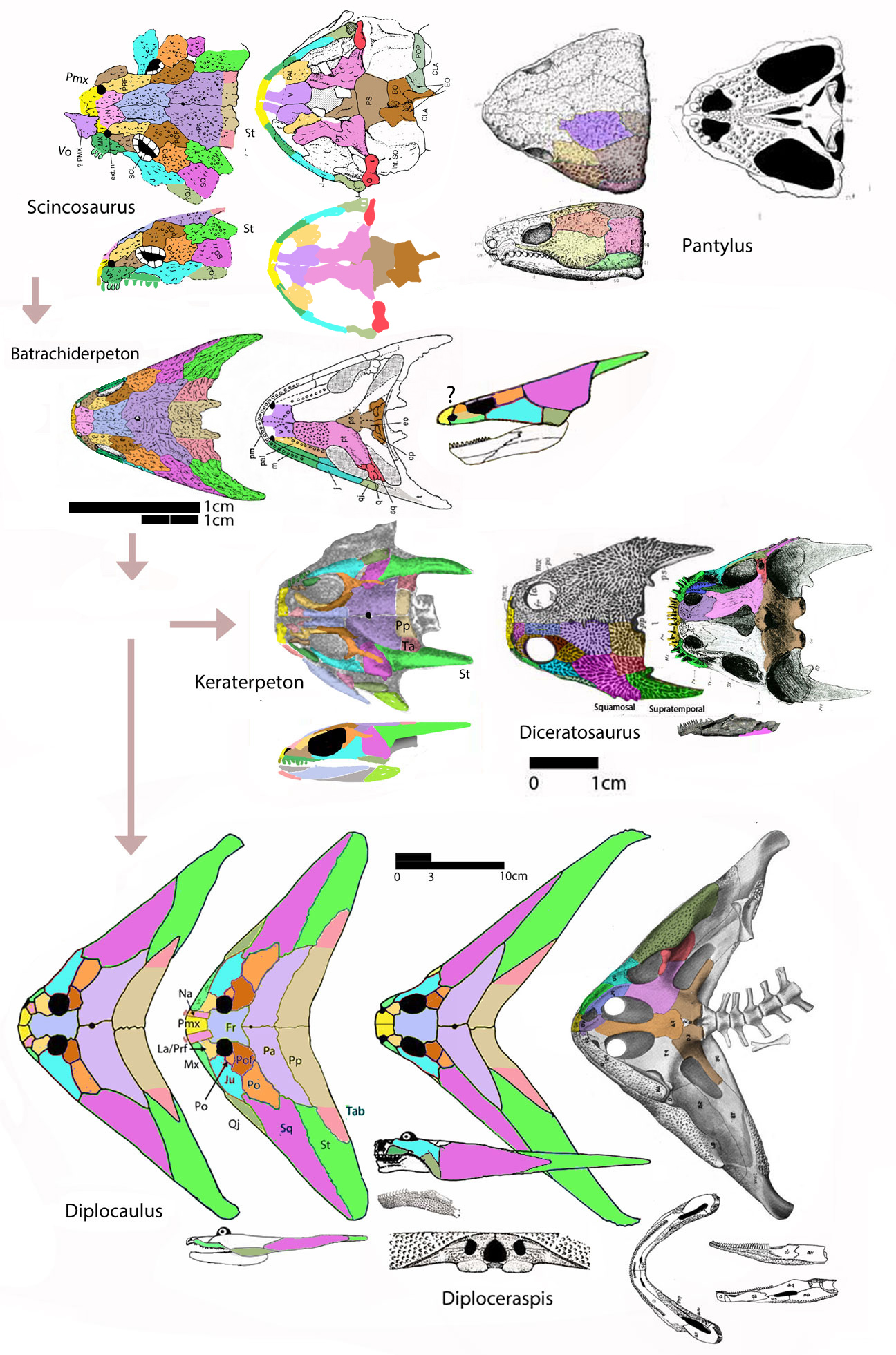 Diplocaulidae evolution