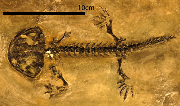 Karaurus skeleton in situ