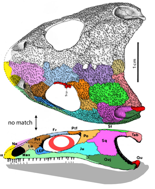 Micropholis skull