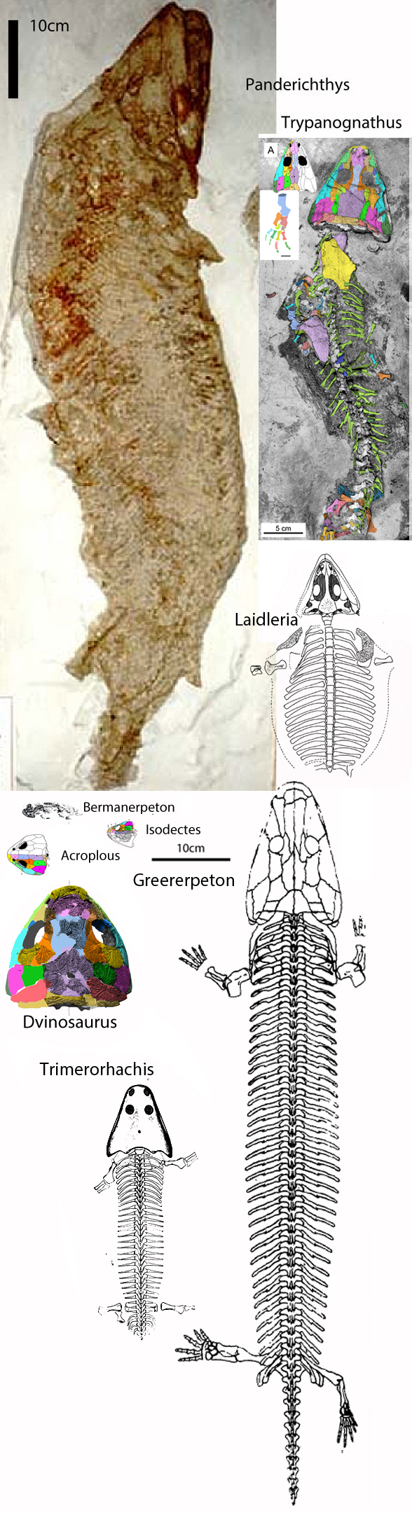 Panderichthys and Trypanognathus overall in dorsal view